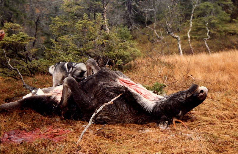 1985 okse.jpg - Gunnar var ute som eneste jeger fra Indre Venna Elgjaktlag fredag 11.okt. Han  felte denne dagen  årets kvote, - en okse - lengst nordvest på Rennsjøkjølen